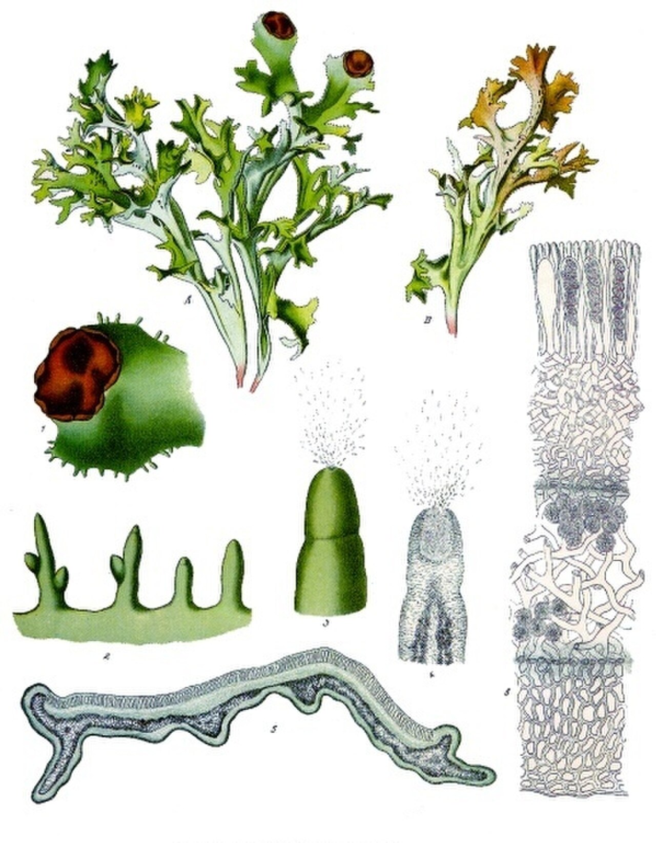 Fjallagrös