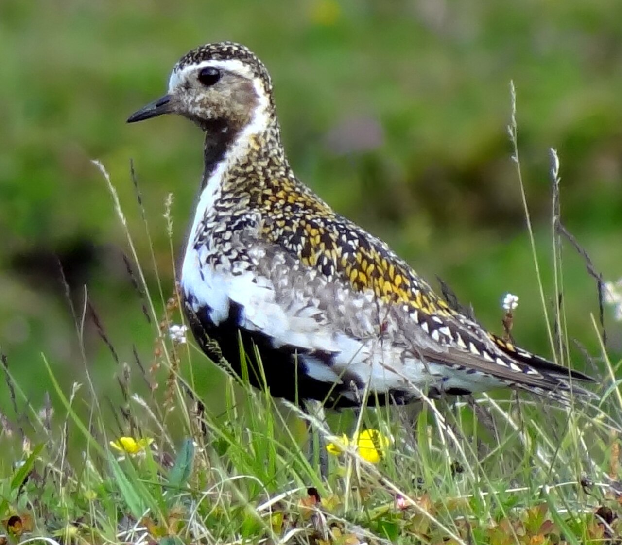 Heiðlóa