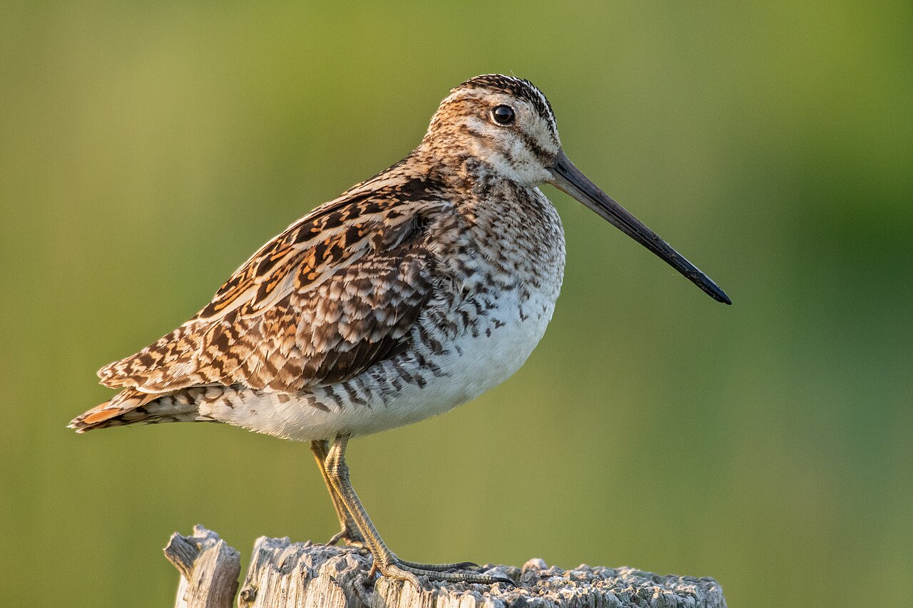 Hrossagaukur