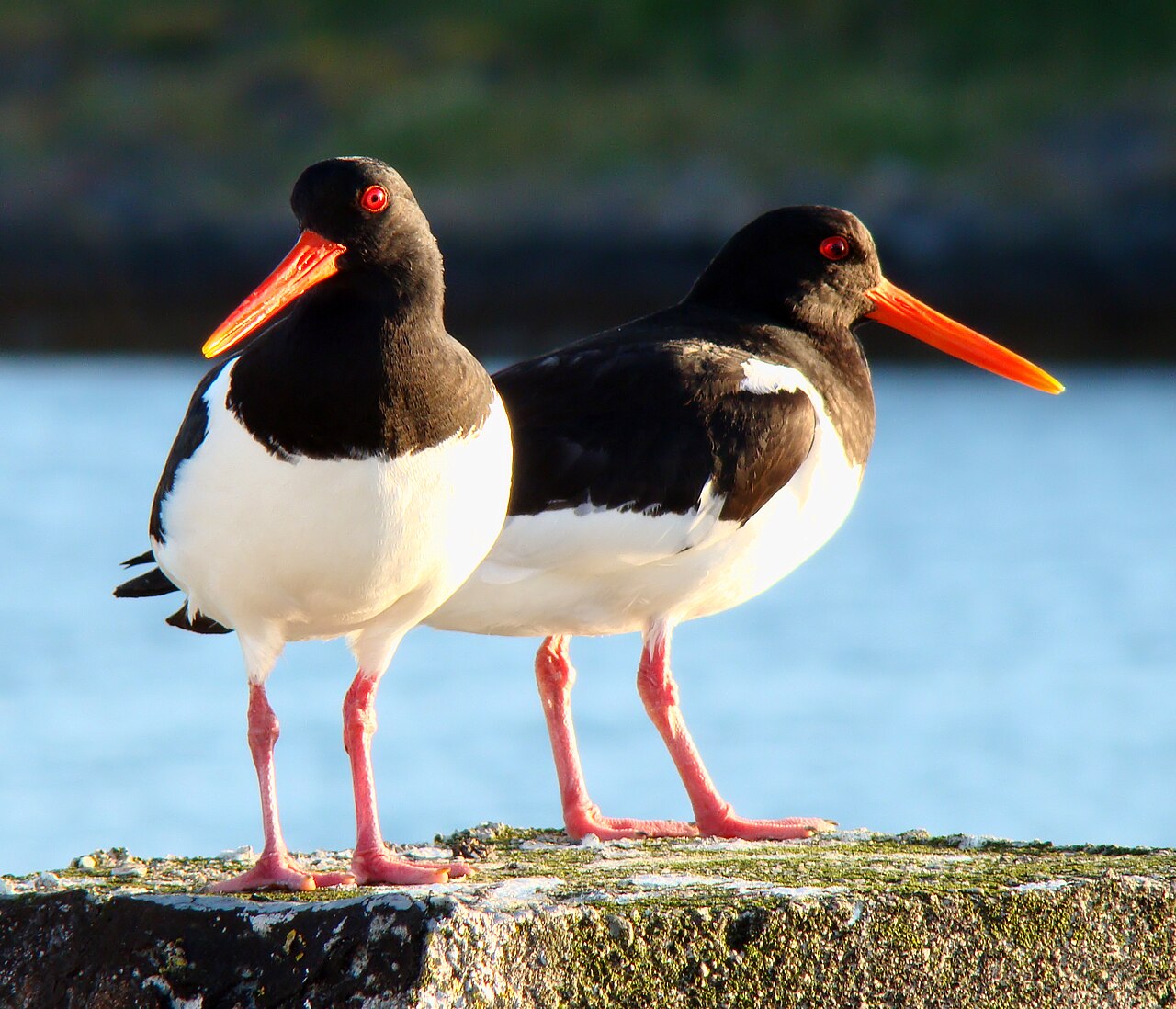Tjaldur